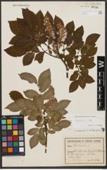 Foto von Salix silesiaca Willd.